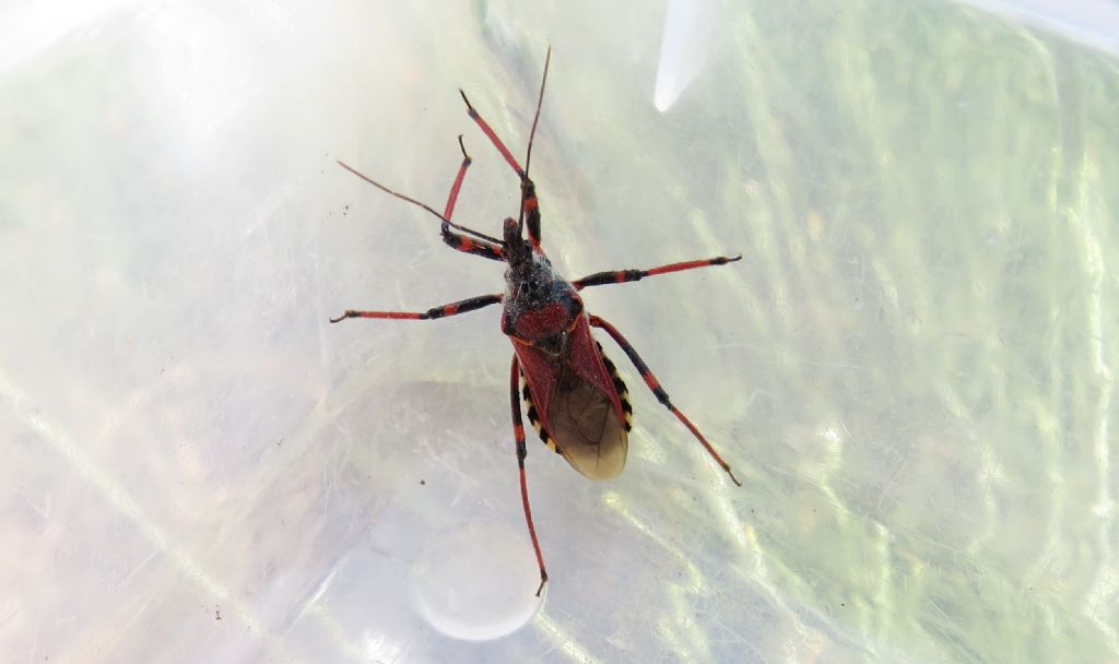 Rhynocoris ID